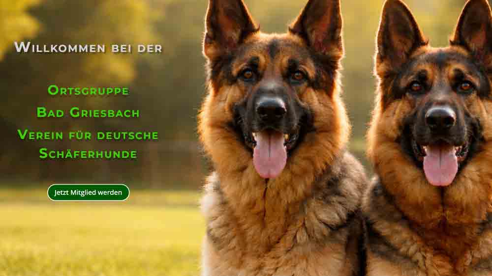 Schäferhunde